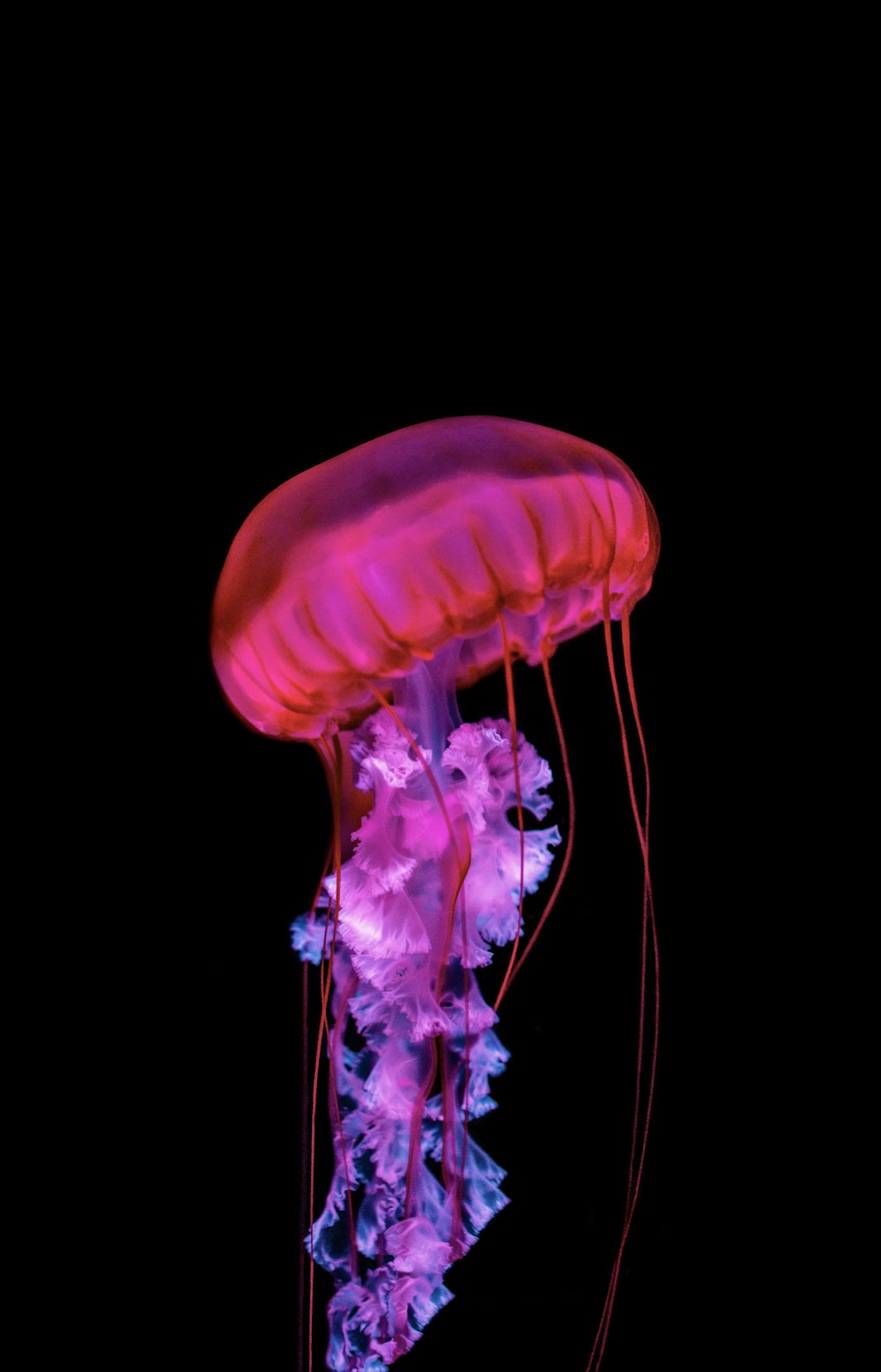 blue jellyfish in blue water