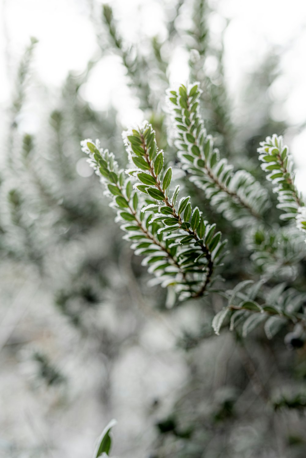 green plant in close up photography