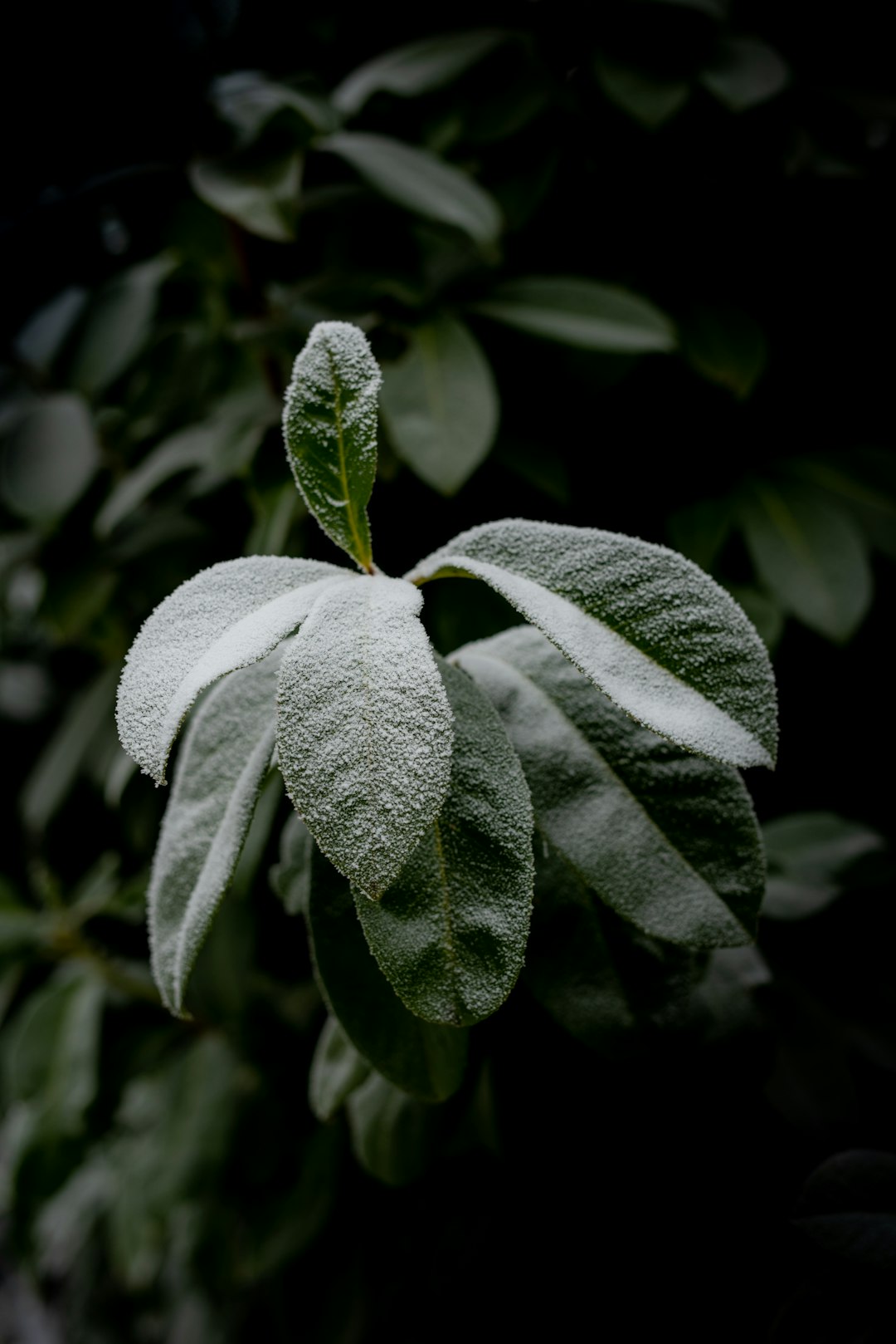 green leaf plant in close up photography