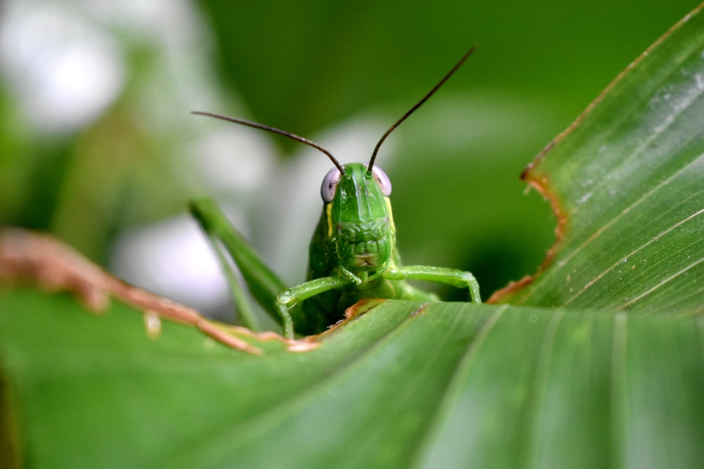 green grasshopper perched on green leaf in close up photography during daytime