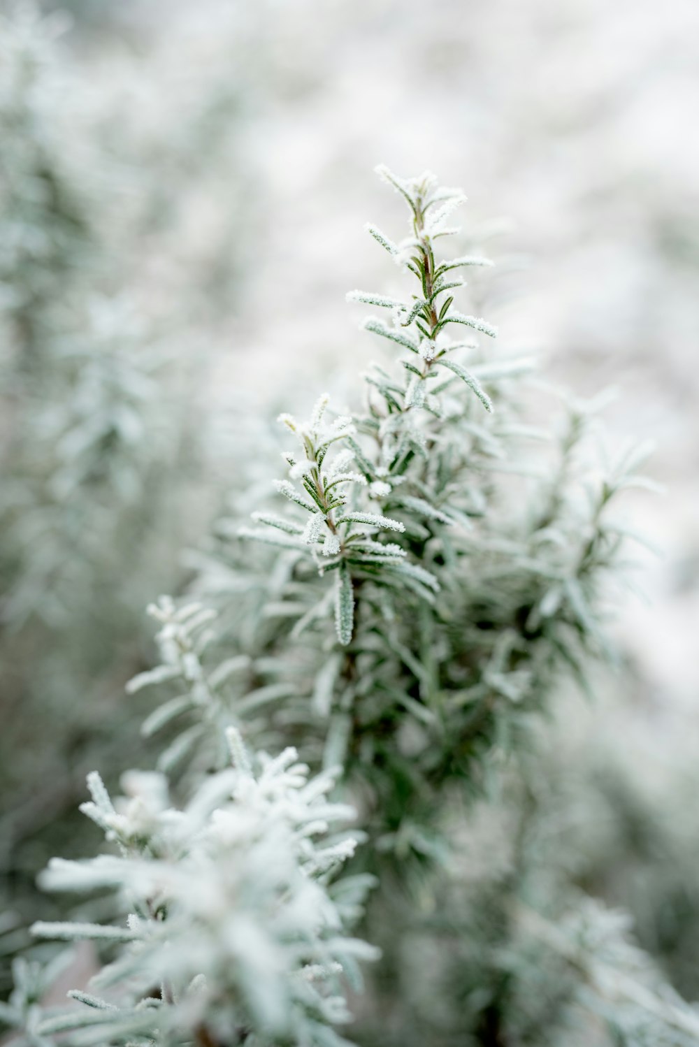 white flowers in tilt shift lens