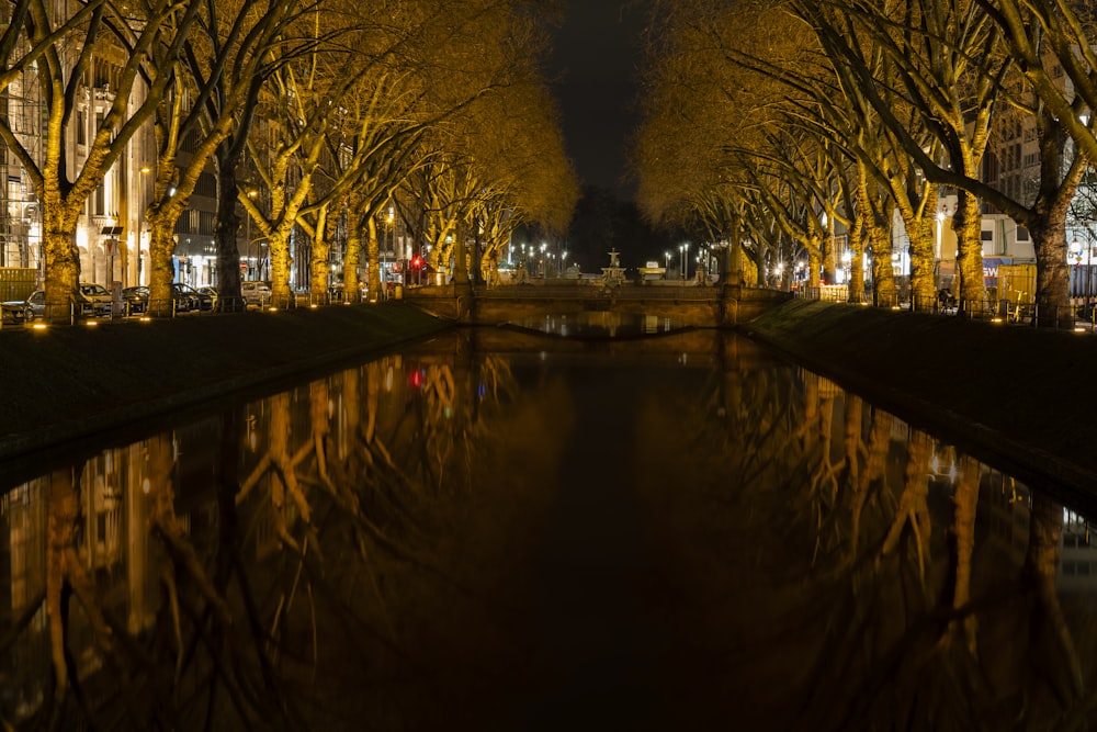 trees on park during night time