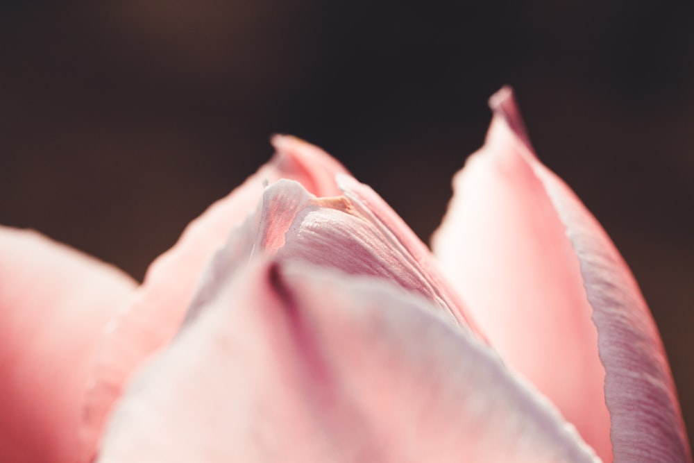 pink rose in close up photography