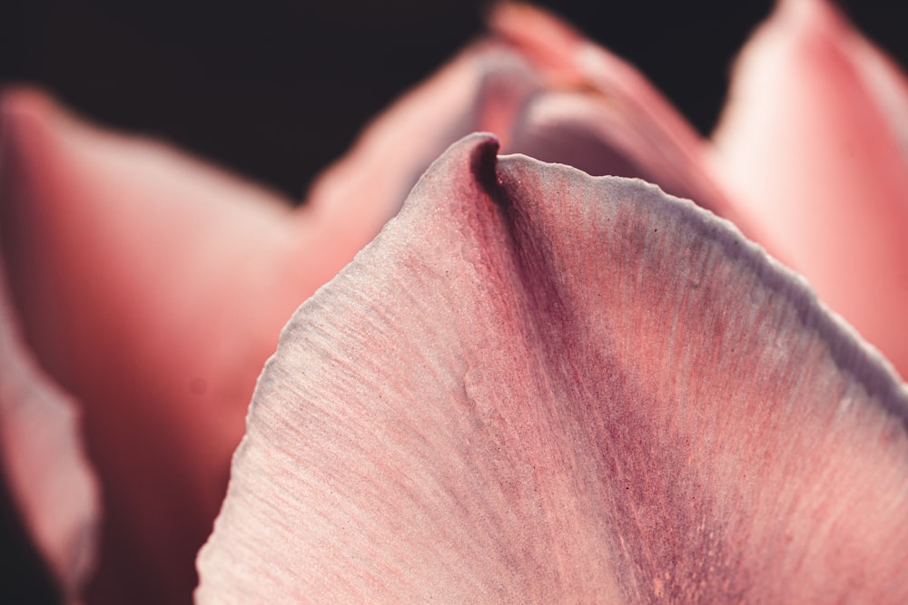 white and pink flower in macro photography