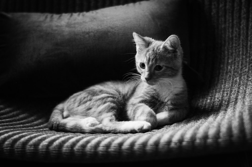 grayscale photo of tabby cat lying on bed