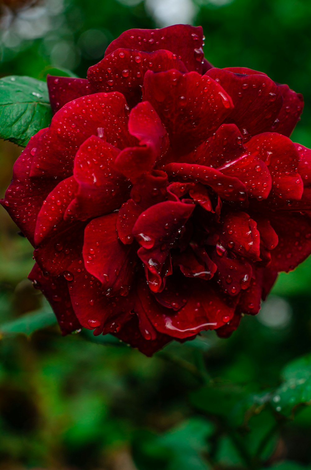 red flower with green leaves