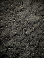green grass on brown soil