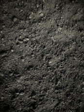 green grass on brown soil
