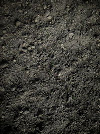 green grass on brown soil