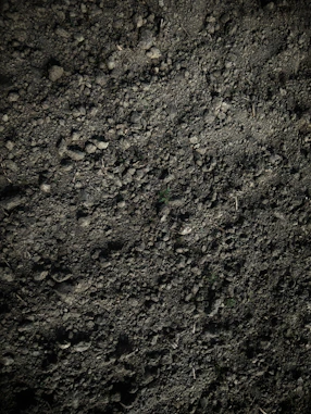 green grass on brown soil