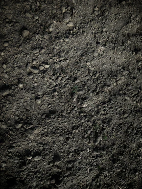 green grass on brown soil