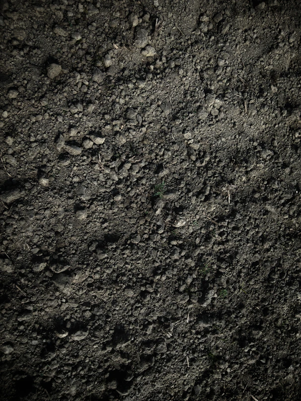green grass on brown soil
