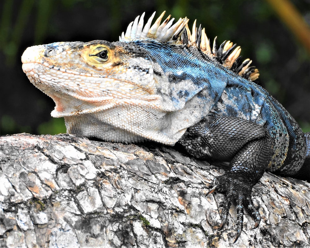 iguana blu e nera su tronco d'albero grigio