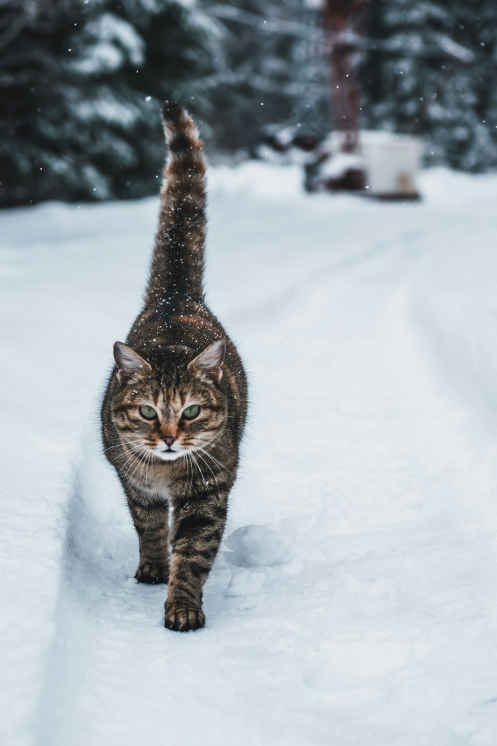 brown tabby cat on snow covered ground