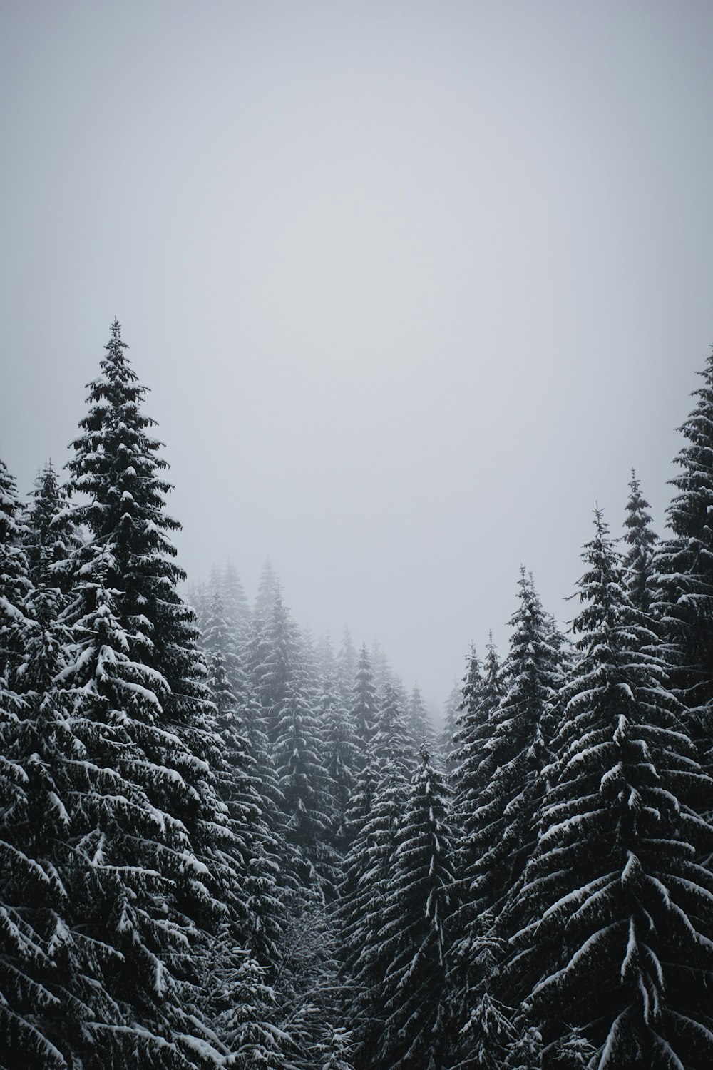 pine trees covered with snow