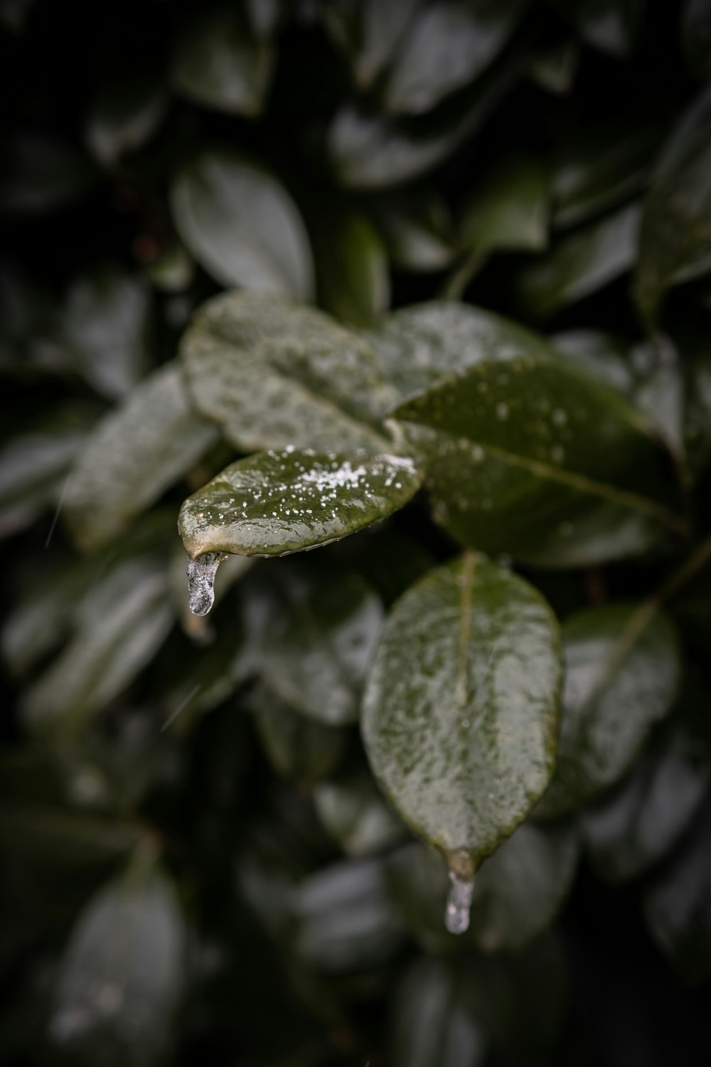 water dew on green leaf