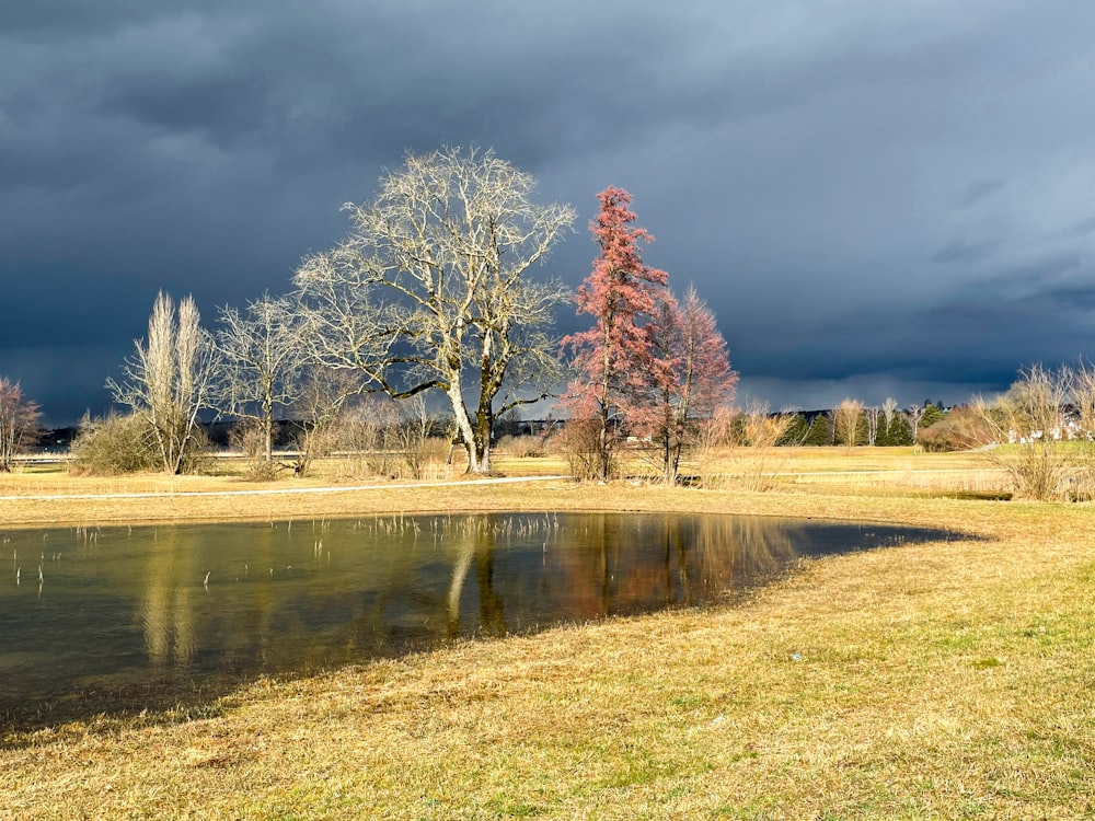 red leaf tree near lake under cloudy sky during daytime