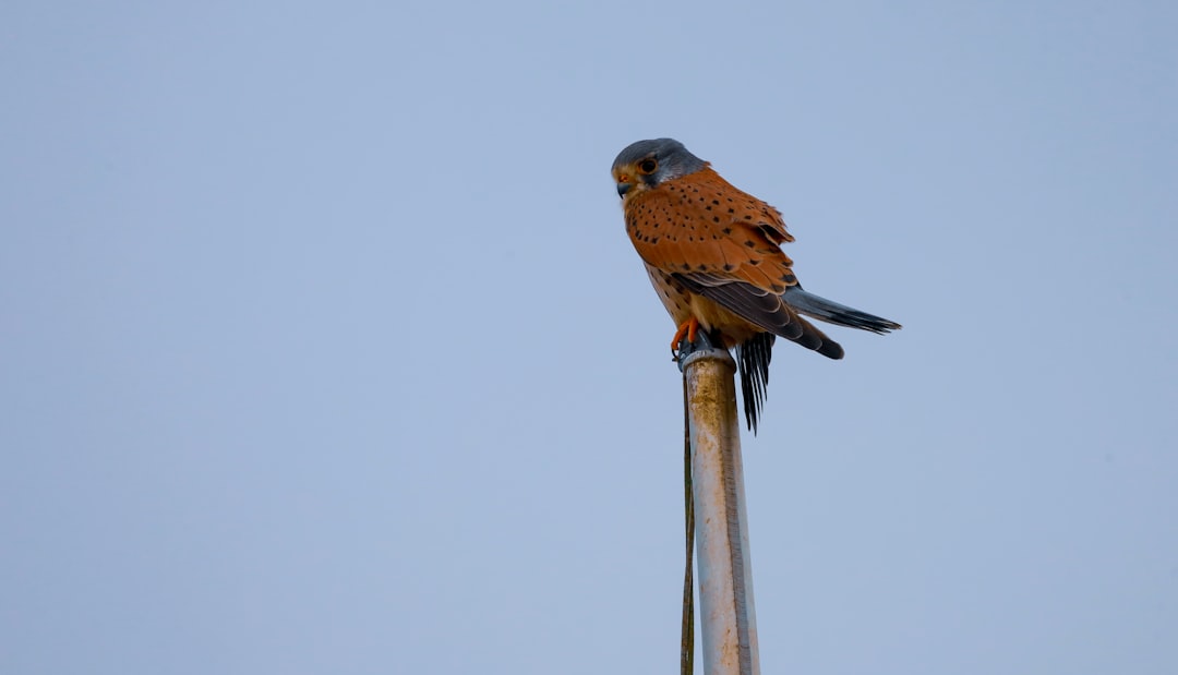 brown and black bird on brown wooden stick during daytime