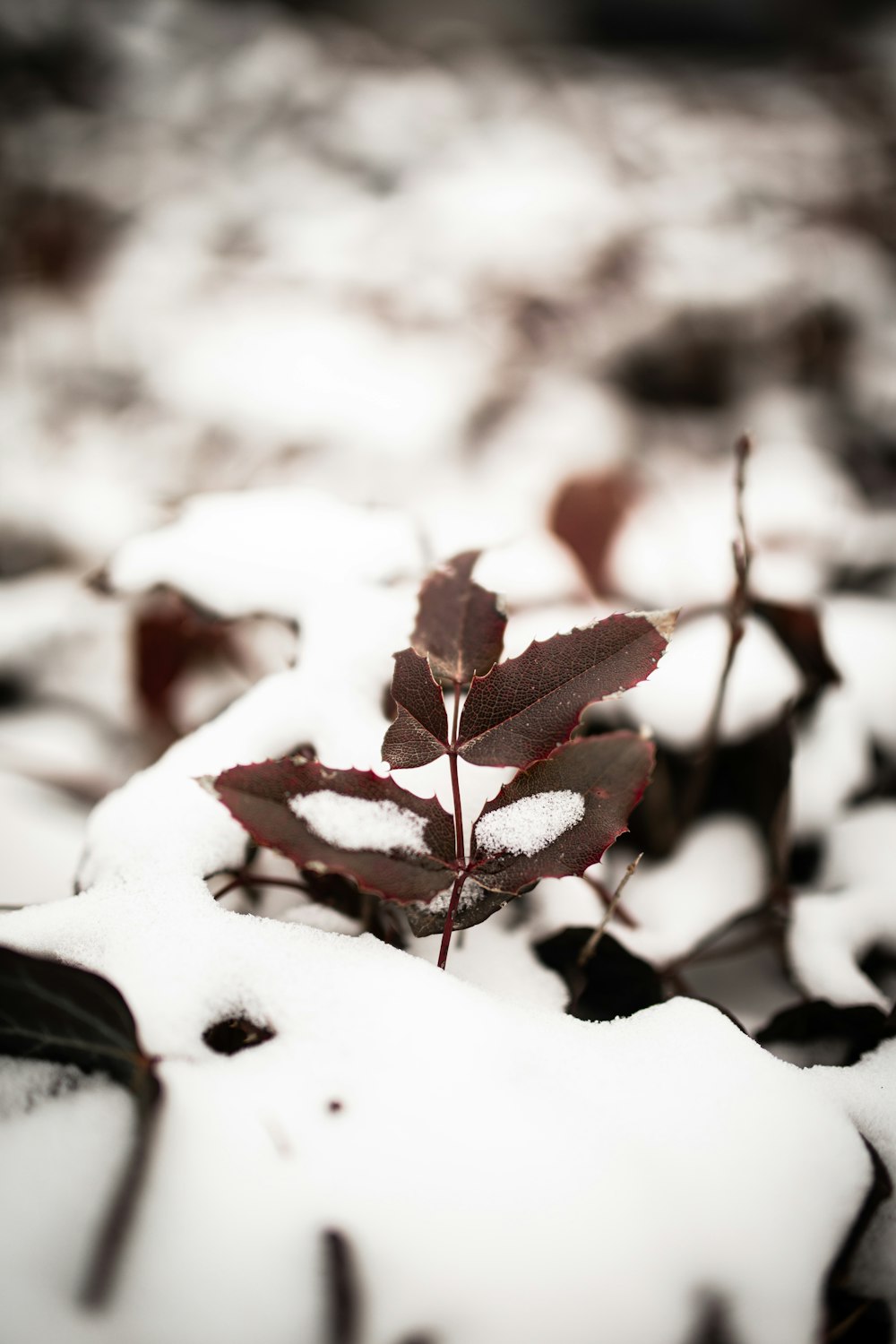 snow covered tree branch during daytime