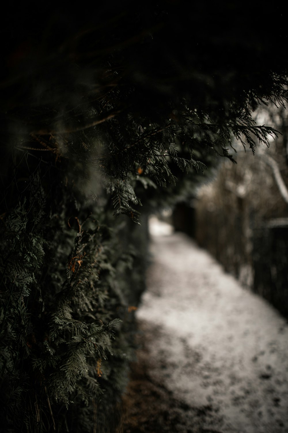 green tree with snow during daytime