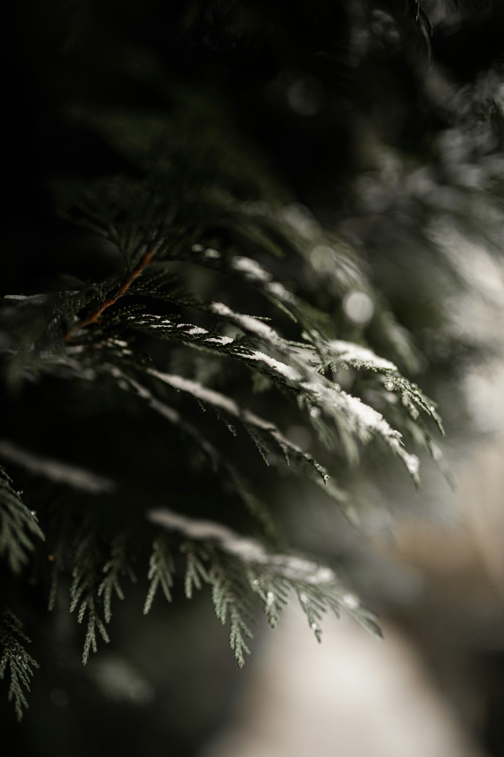 green pine tree in close up photography