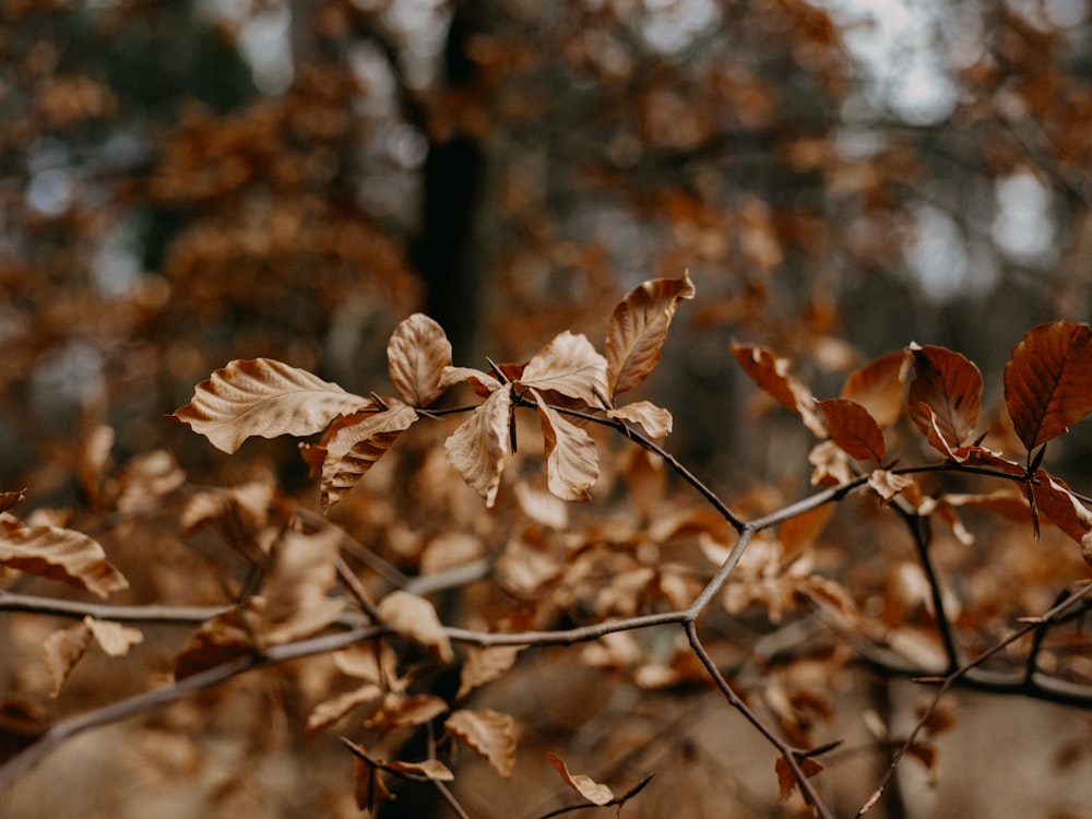 brown leaves on brown tree branch during daytime