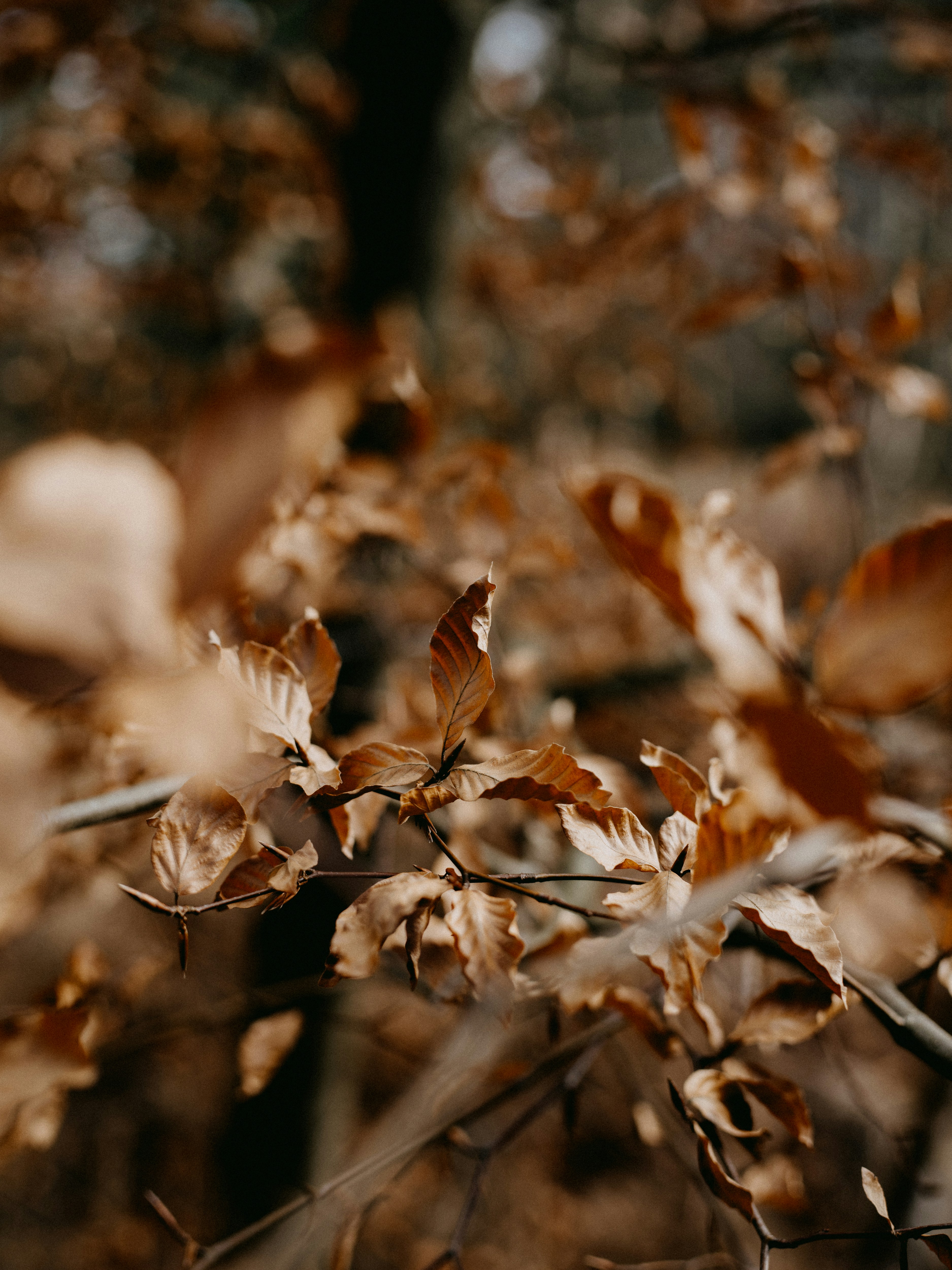 Photo by anniespratt