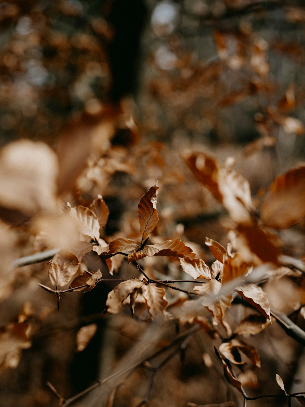 brown dried leaves in tilt shift lens