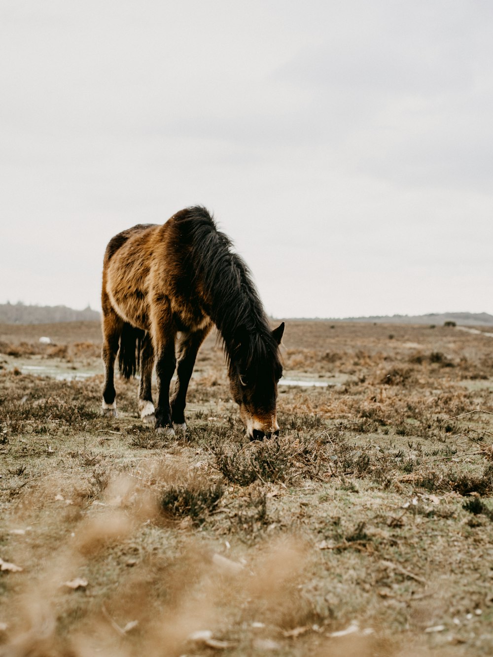 brown horse on brown field during daytime