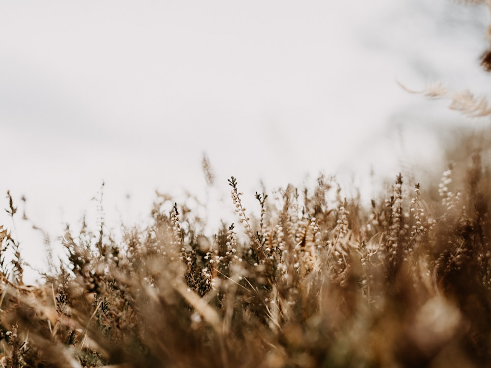 brown grass field during daytime