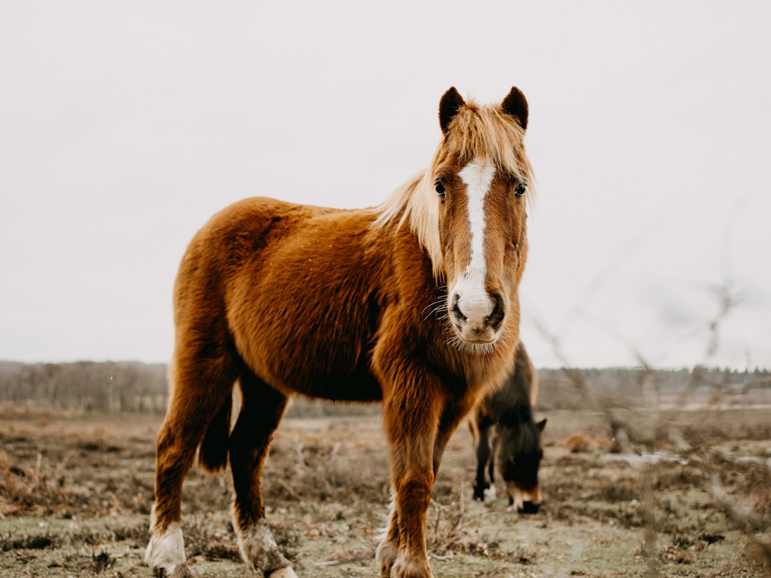 brown and white horse on gray field during daytime