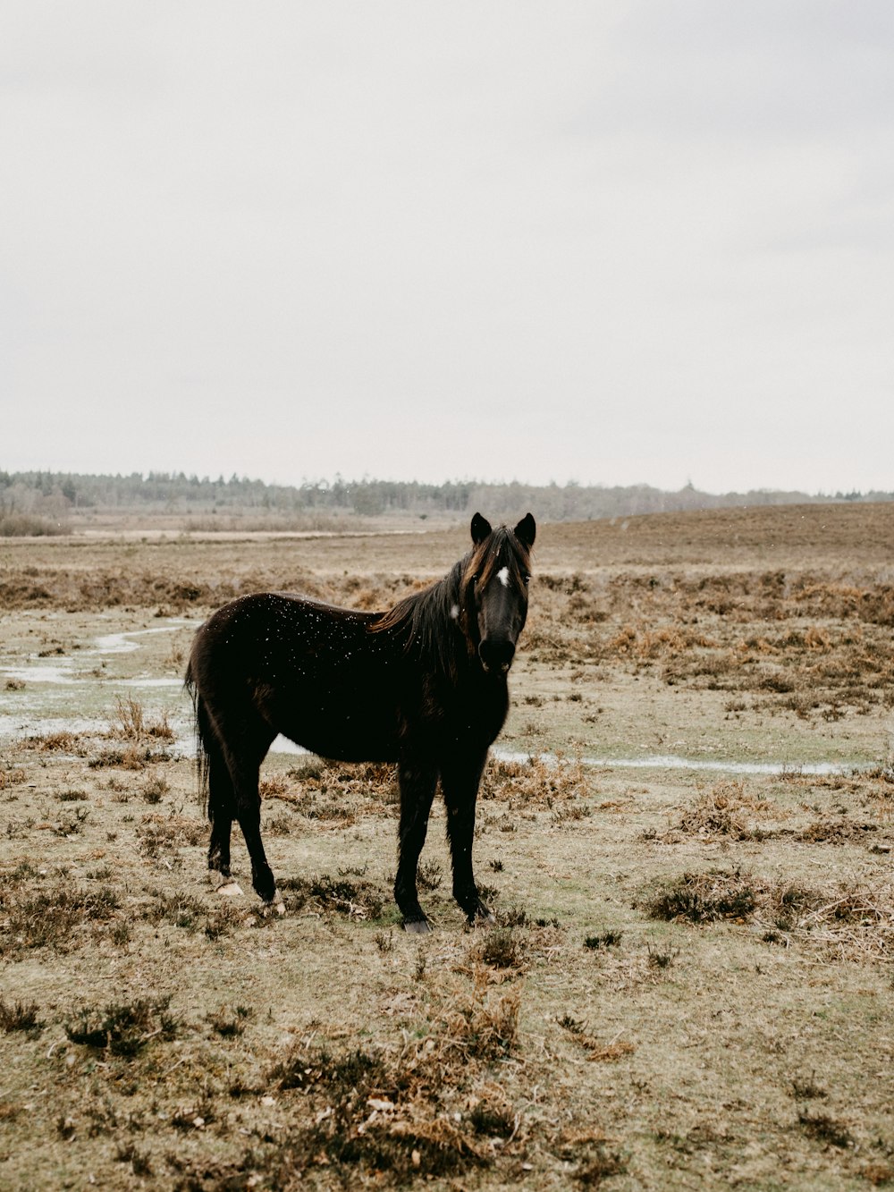 brown horse on brown field during daytime