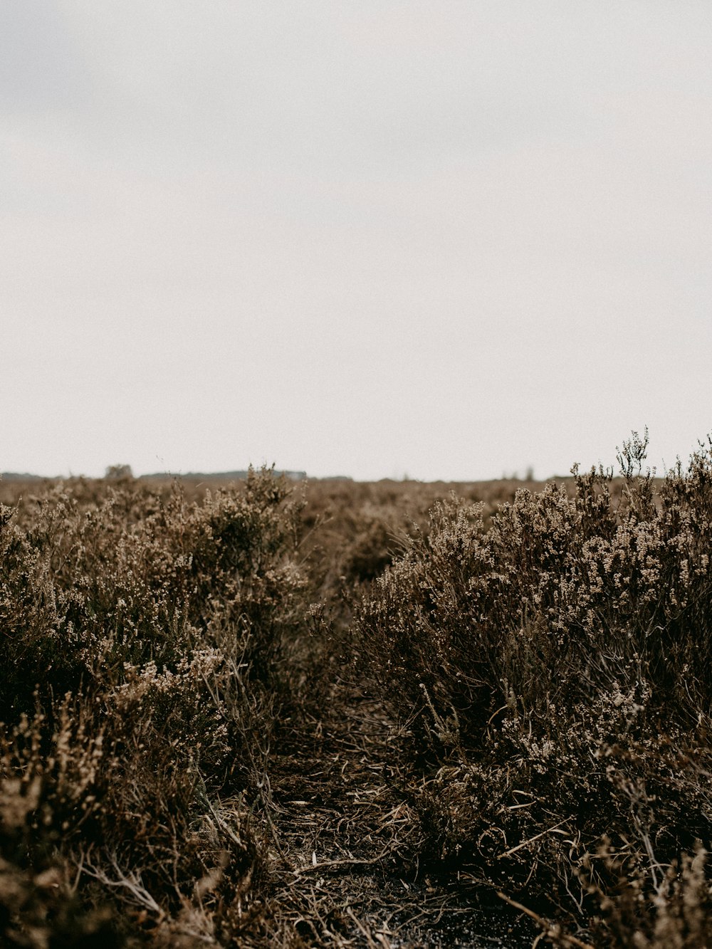 brown grass field under white sky during daytime