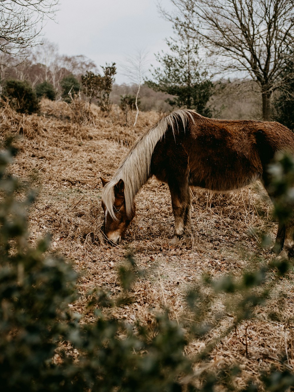 Braunes und weißes Pferd frisst tagsüber Gras