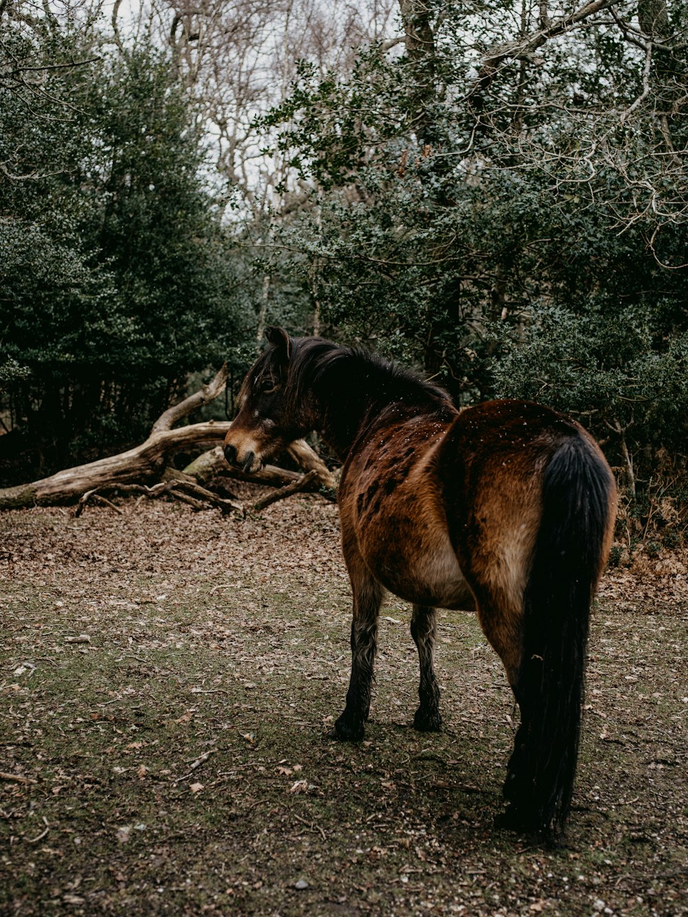 brown horse standing on brown soil during daytime