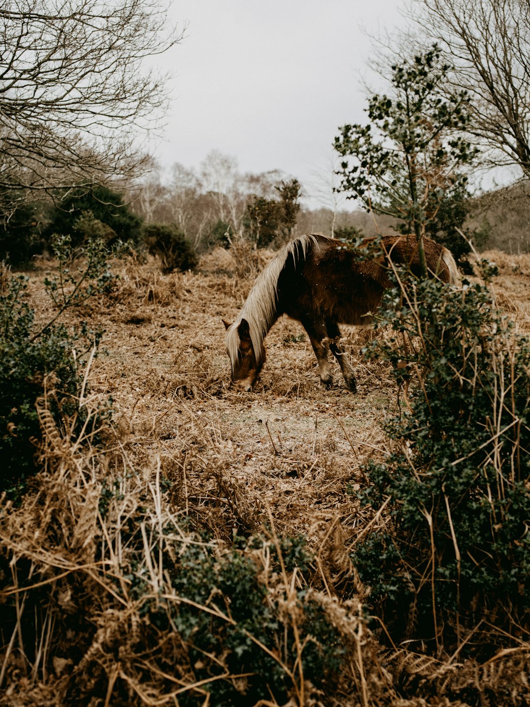 brown horse eating grass during daytime