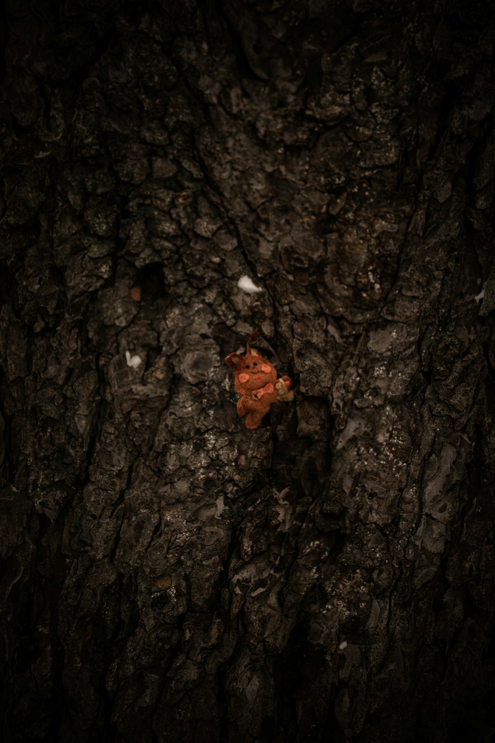 brown dried leaf on brown tree trunk