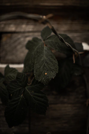 Photo shoot setup capturing the textures of fresh farm produce, balanced with matte forest green tones.