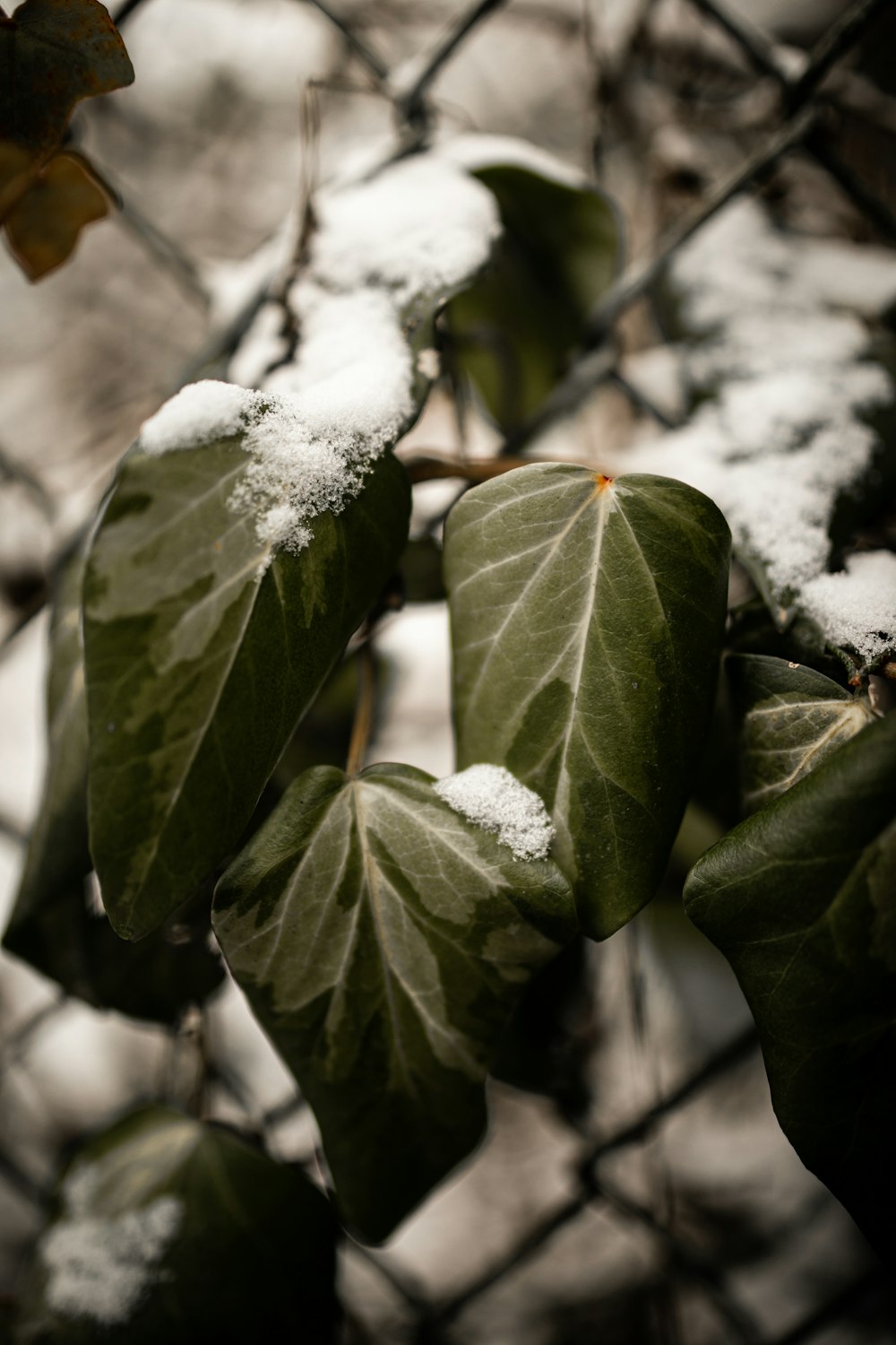 green leaves with snow in tilt shift lens