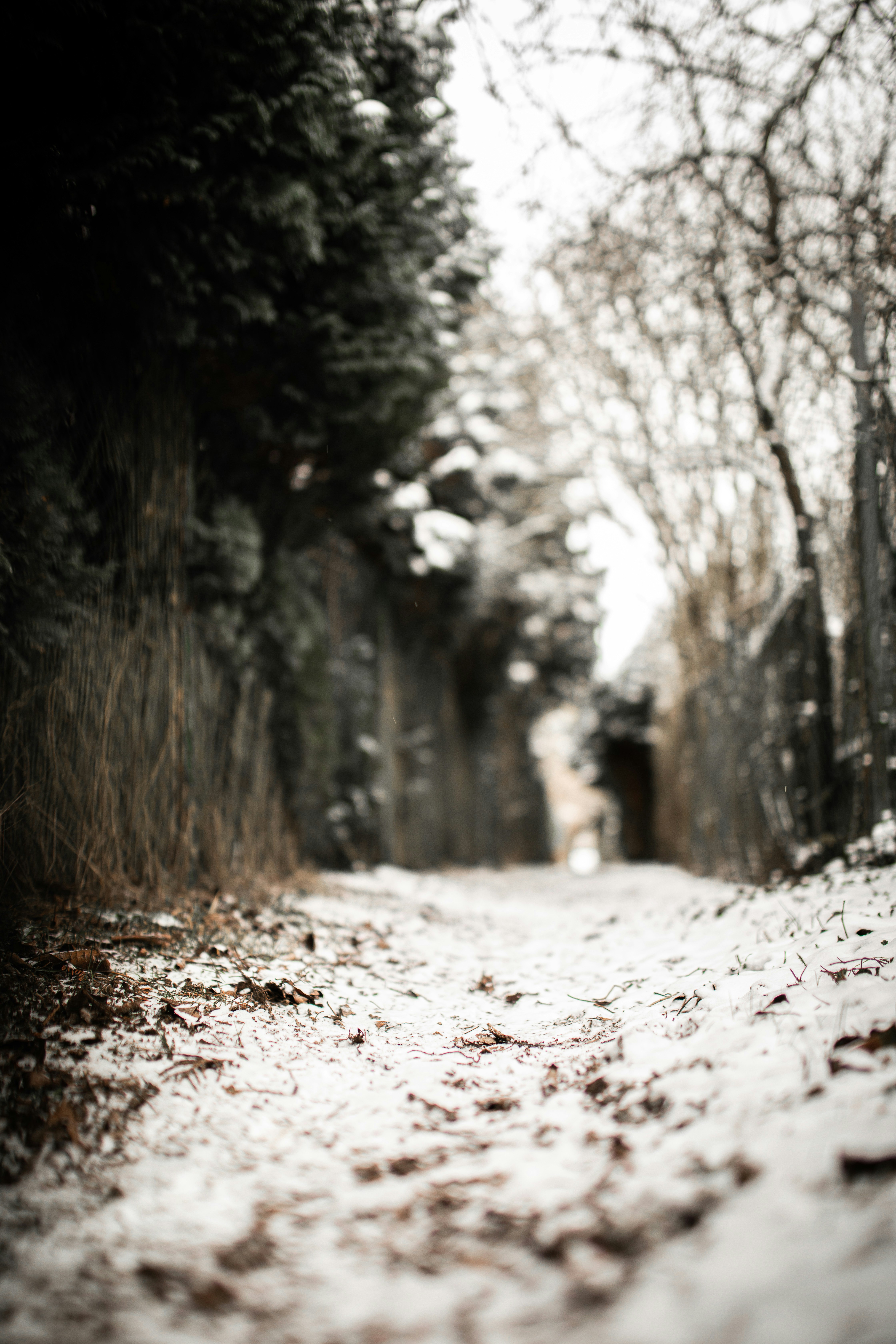 brown dirt road between green trees during daytime