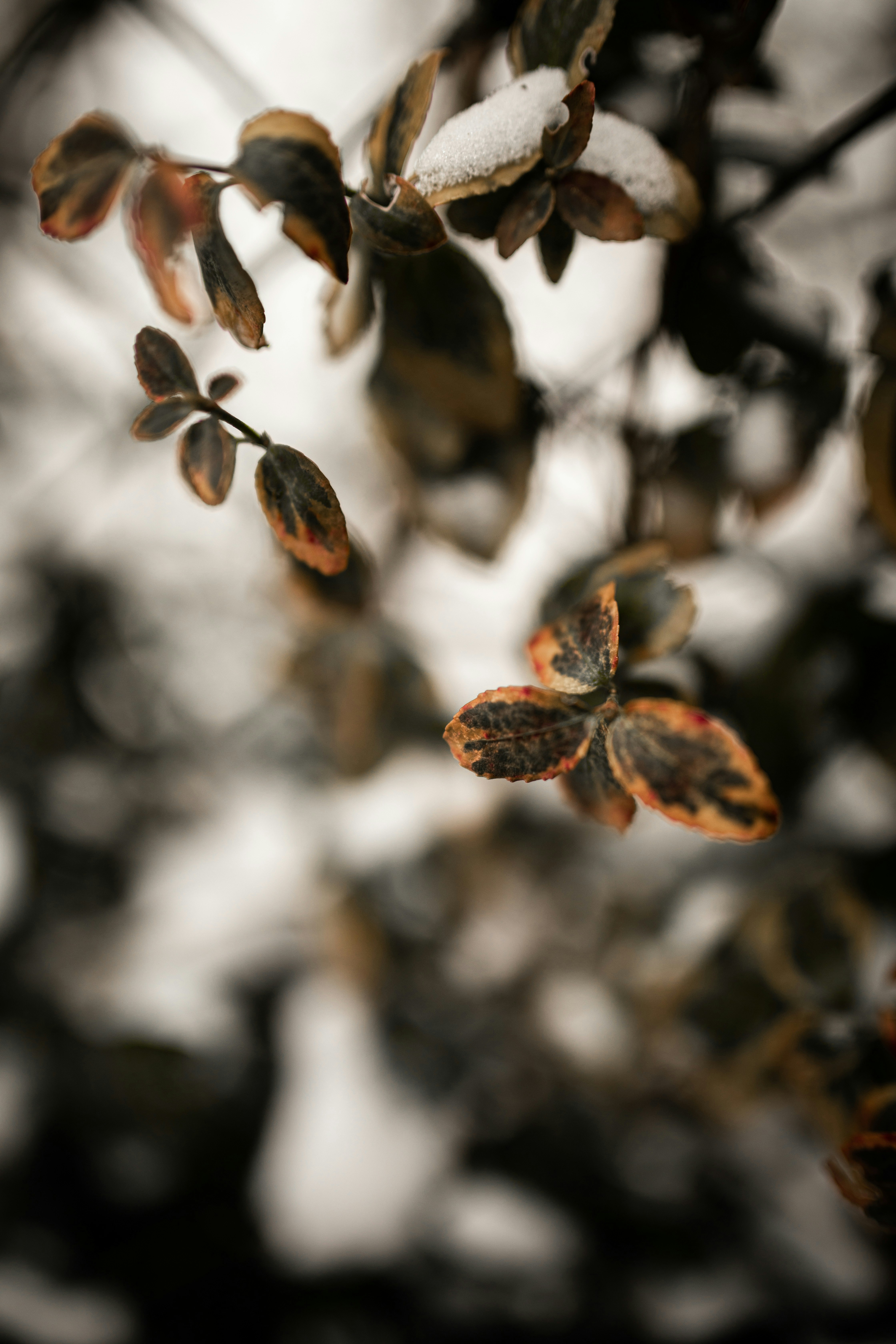 Photo by kajareichardtphotos