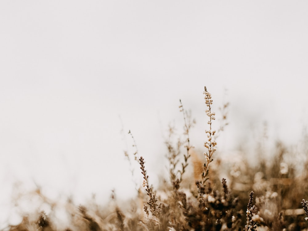 brown grass in close up photography