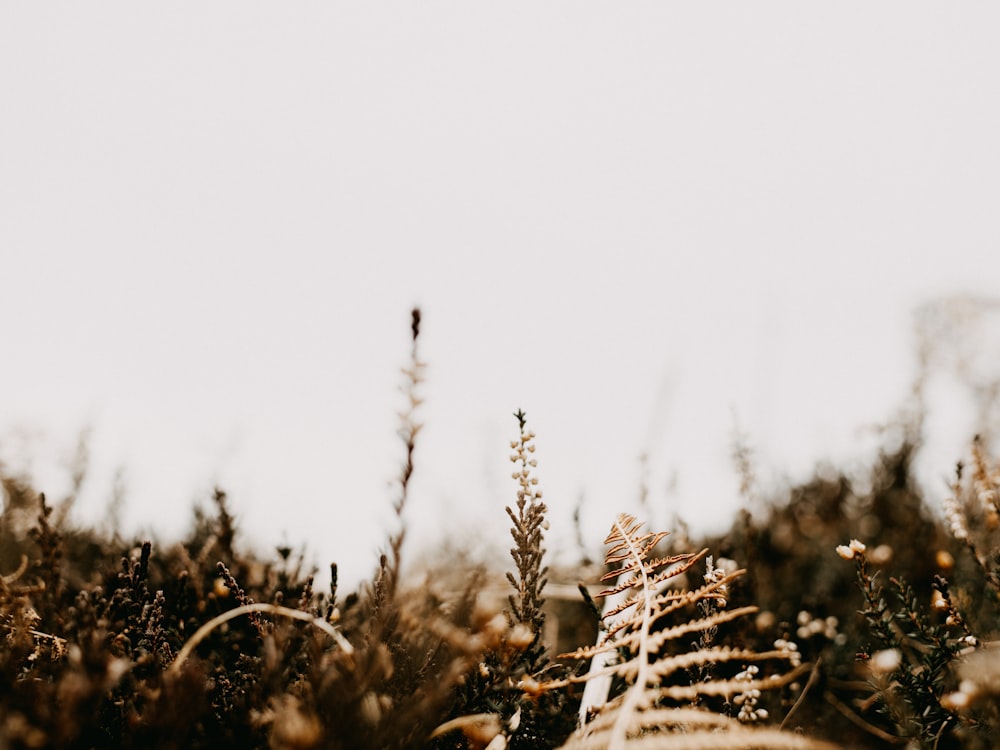 white and brown plant during daytime