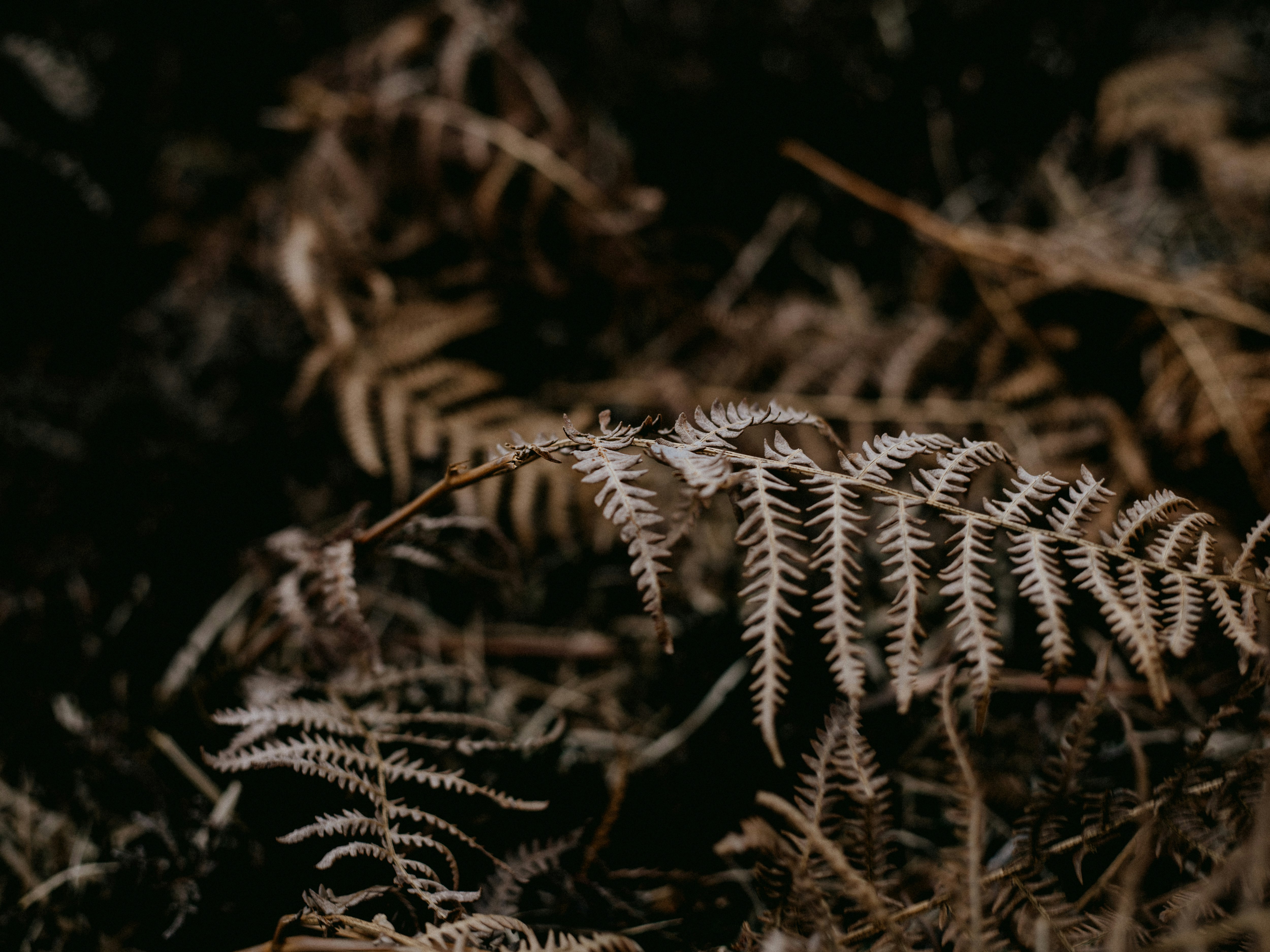 Photo by anniespratt