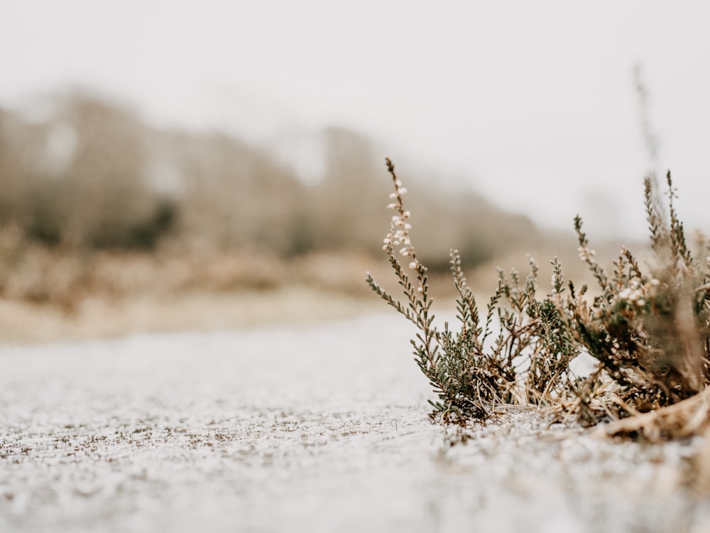 brown grass on white sand during daytime