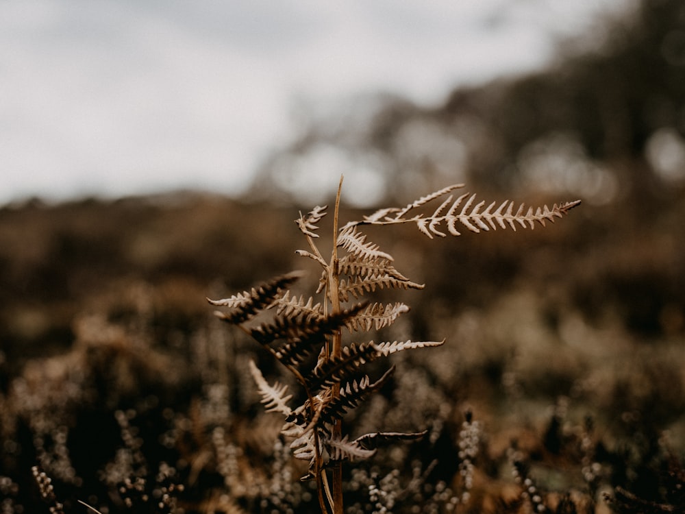 brown plant in tilt shift lens