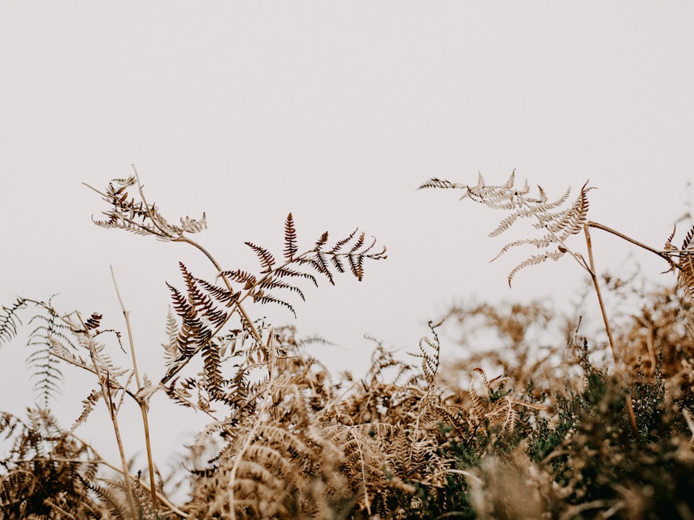 brown wheat field during daytime