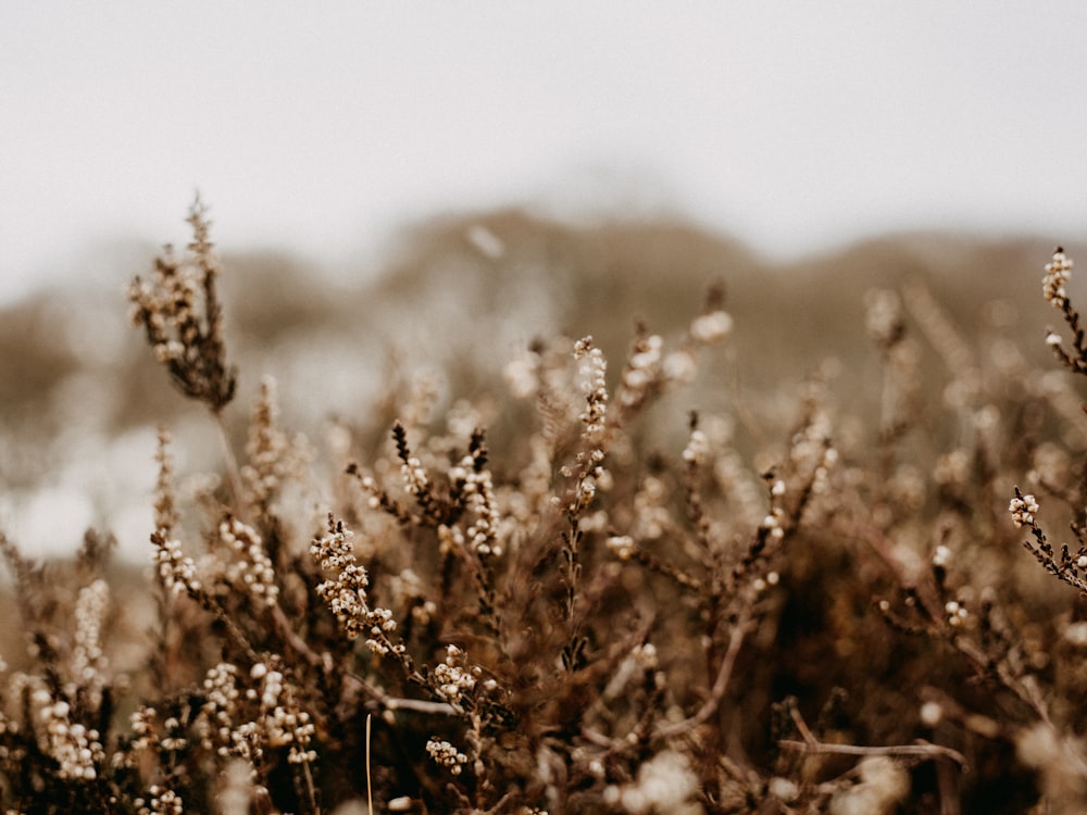 brown grass in tilt shift lens