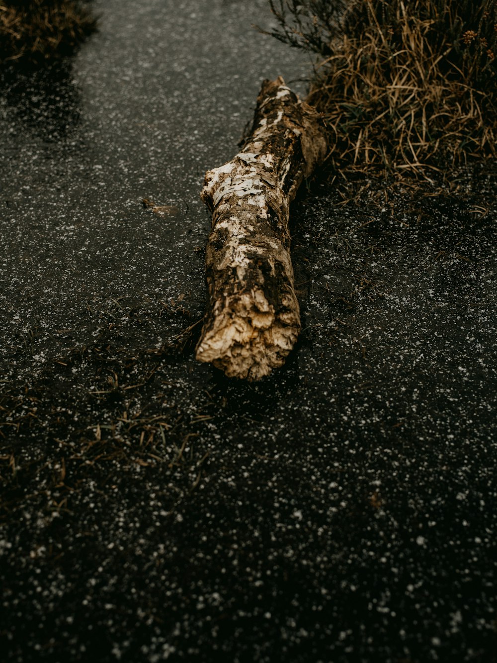 brown tree trunk on black sand