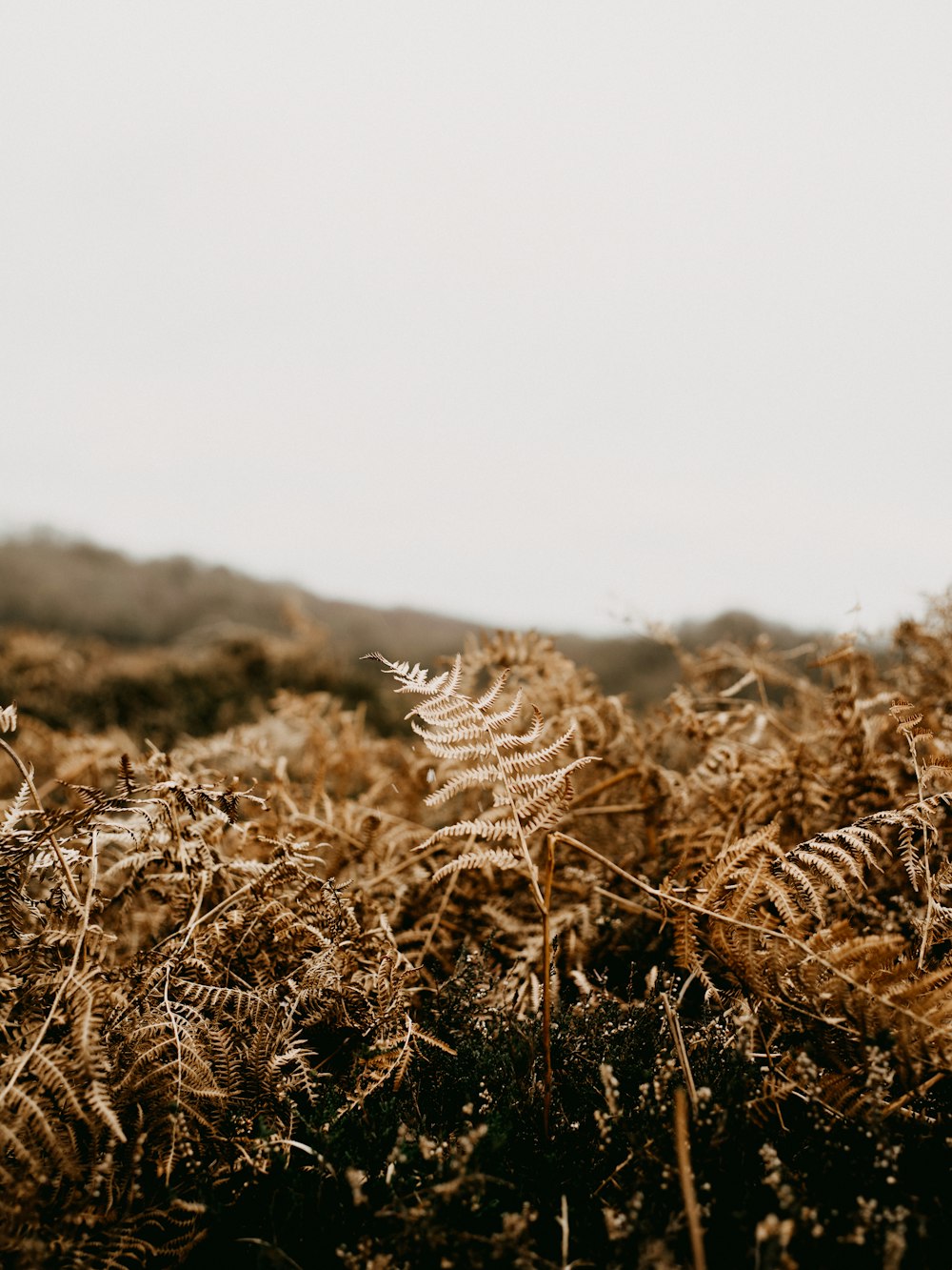 brown grass field during daytime